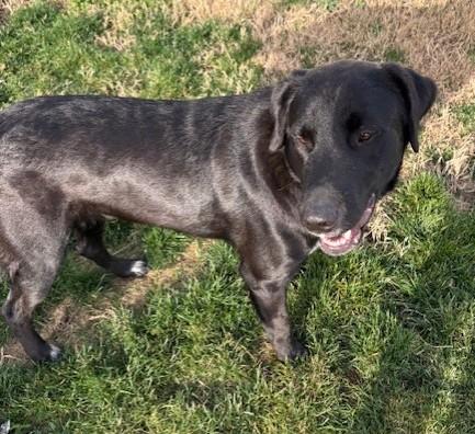 Enlarge Bo, a ADOPTABLE mixed breed in Pasco, WA image 4/6