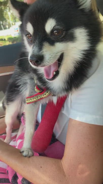 Enlarge Koda, a Adopted Pomsky in ATASCADERO, CA video 4/7