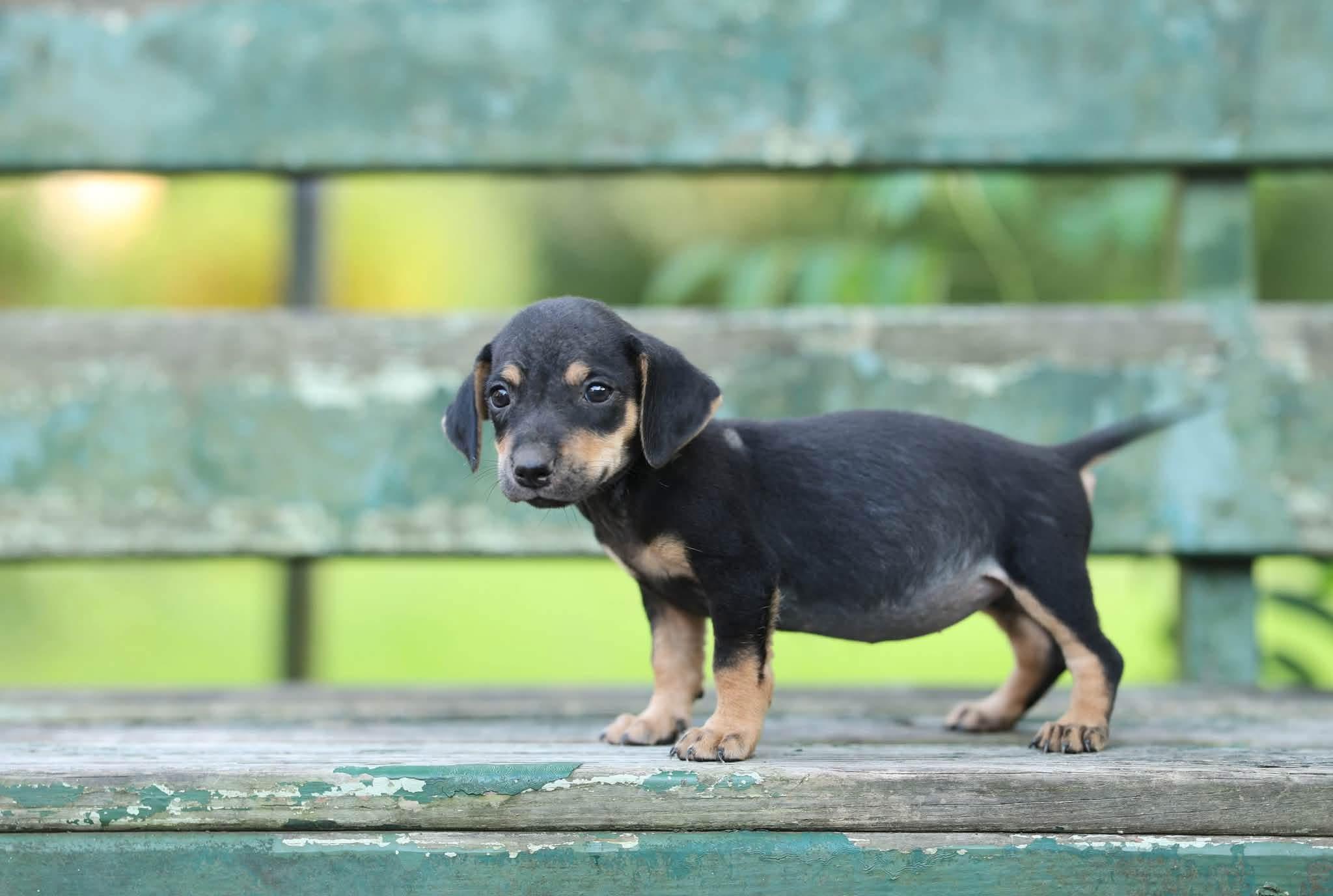 Enlarge Journey, a Adopted mixed breed in Brattleboro, VT image 2/2