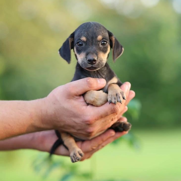 Journey, Adopted, Puppy Female Boykin Spaniel & Dachshund.