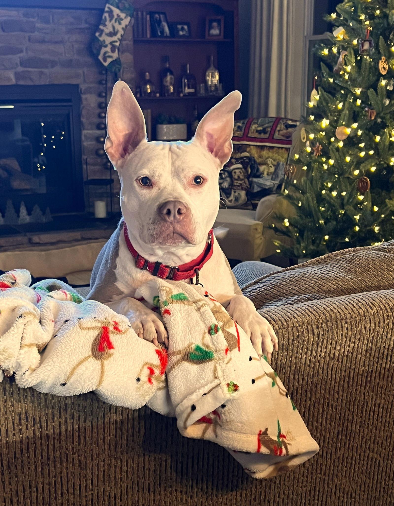 Enlarge Jack, a Adoptable Pit Bull Terrier in Arlington, VA image 1/3