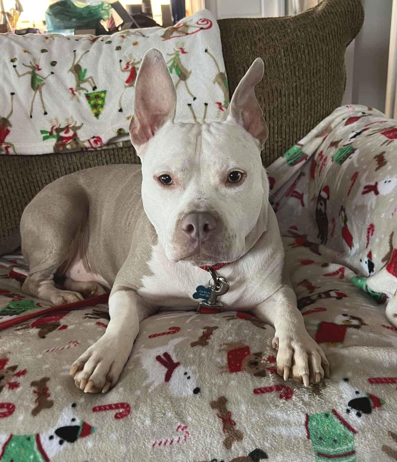 Enlarge Jack, a Adoptable Pit Bull Terrier in Arlington, VA image 2/3