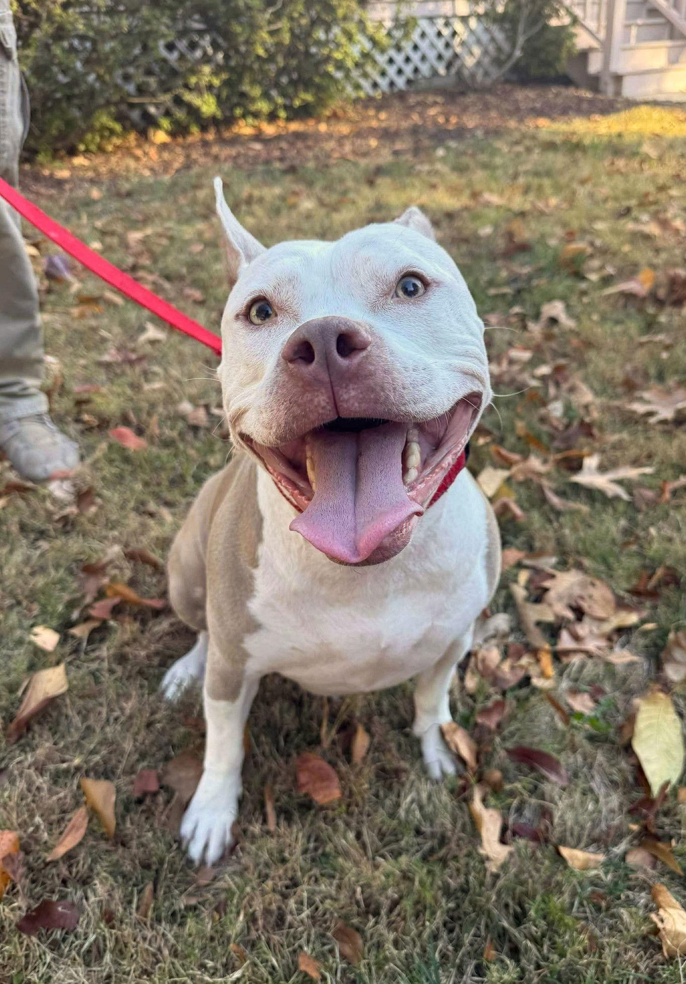Enlarge Jack, a Adoptable Pit Bull Terrier in Arlington, VA image 3/3