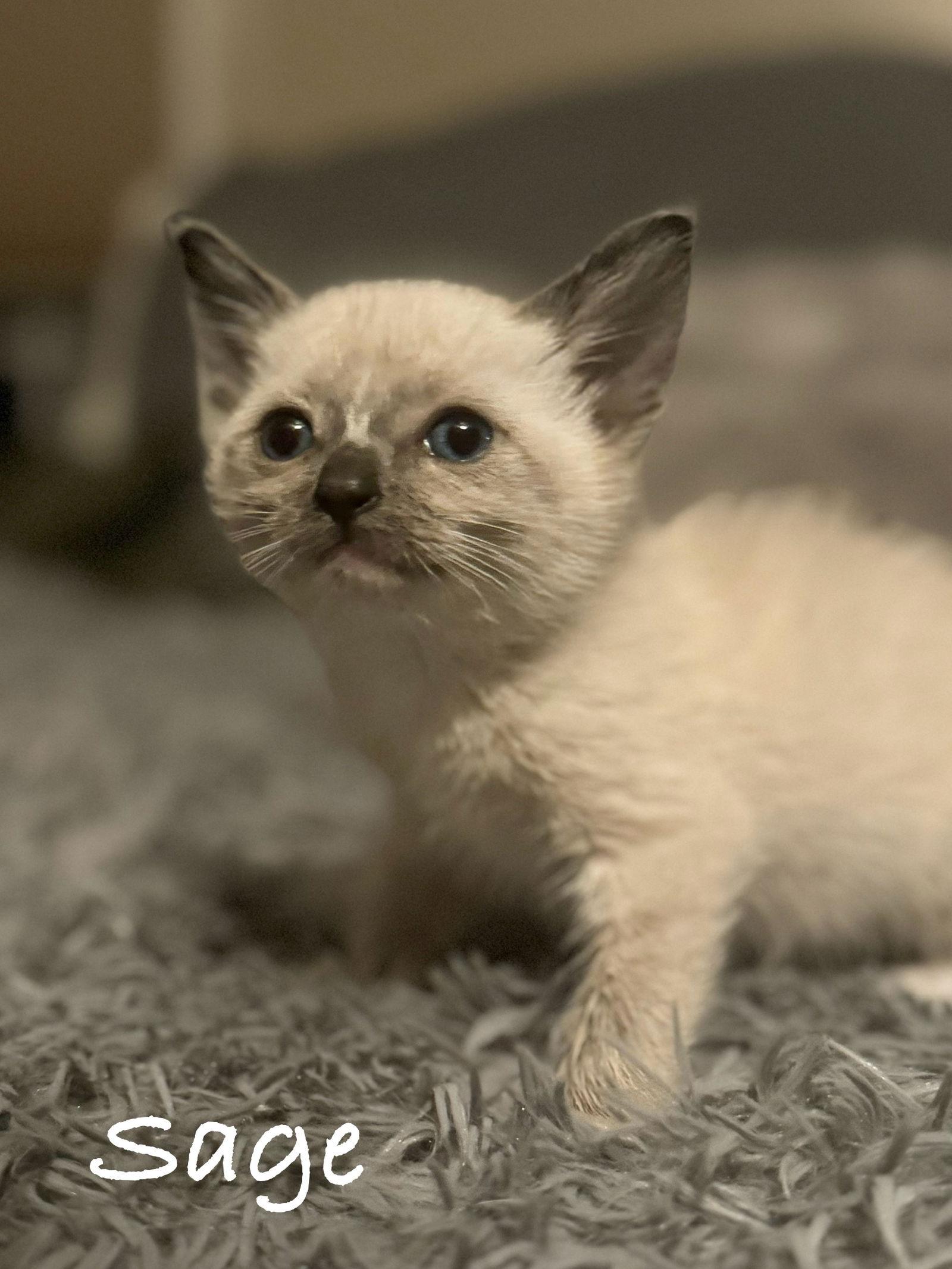 Sage, Adopted, Young Female Siamese & Domestic Short Hair.