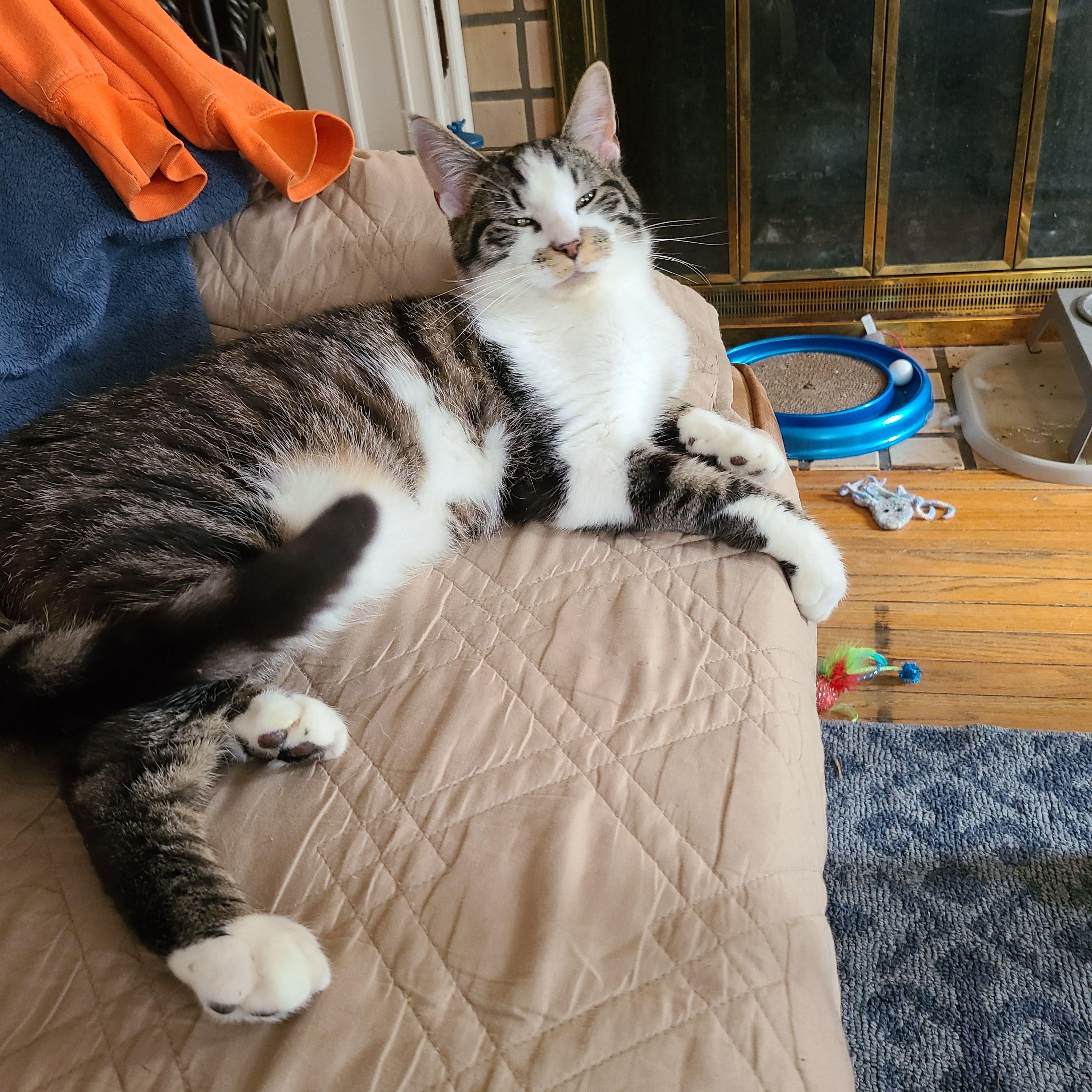 Mr. Mister, Adoptable, Adult Male Domestic Short Hair & Tabby.