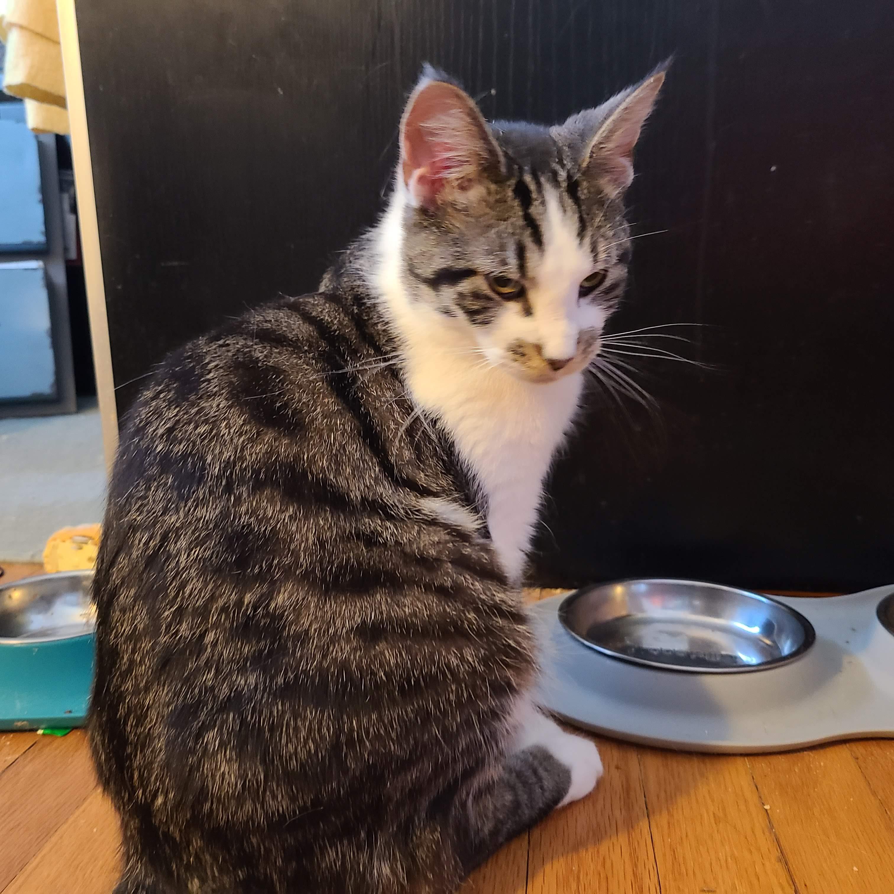 Enlarge Mr. Mister, a Adoptable mixed breed in Cleveland, OH image 2/5