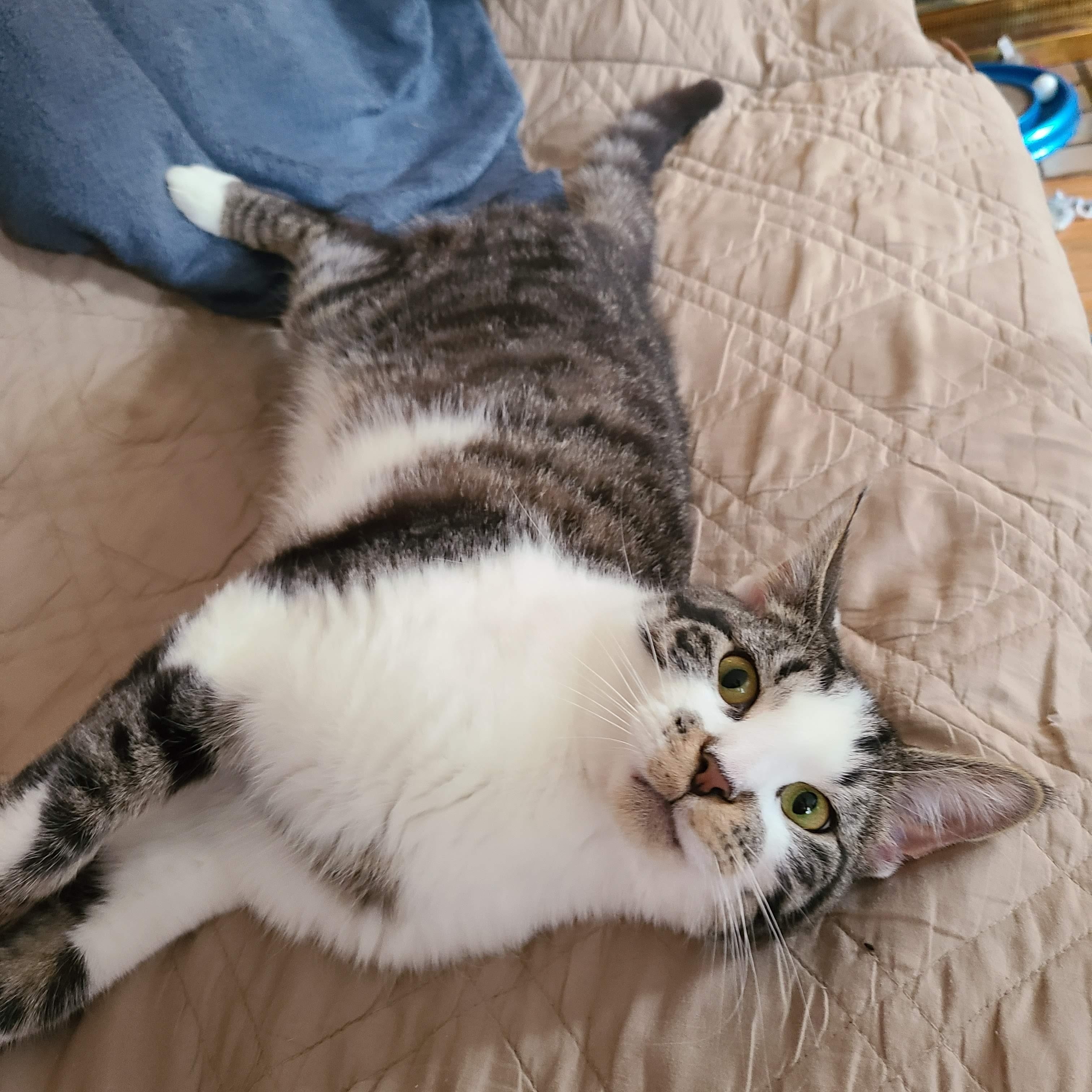 Enlarge Mr. Mister, a Adoptable mixed breed in Cleveland, OH image 3/5