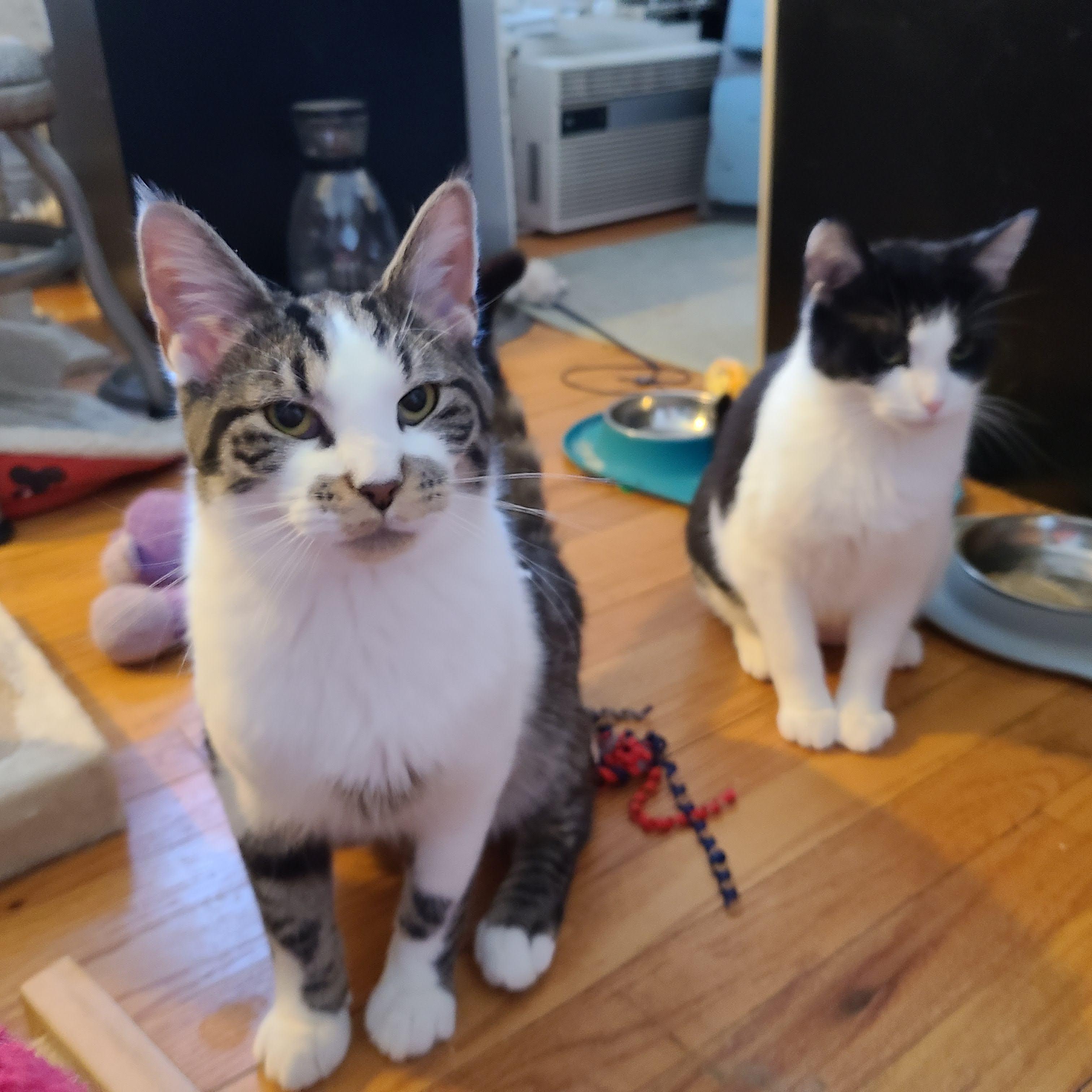 Enlarge Mr. Mister, a Adoptable mixed breed in Cleveland, OH image 4/5