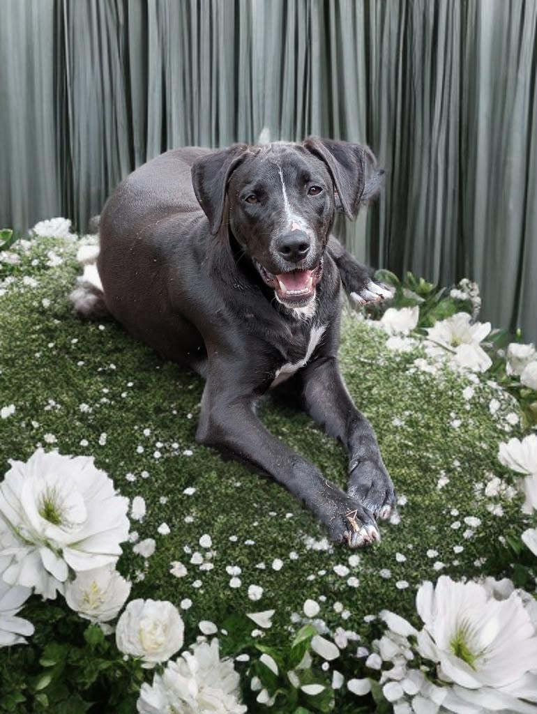 Enlarge Slick, a Adoptable mixed breed in Pensacola, FL image 1/1