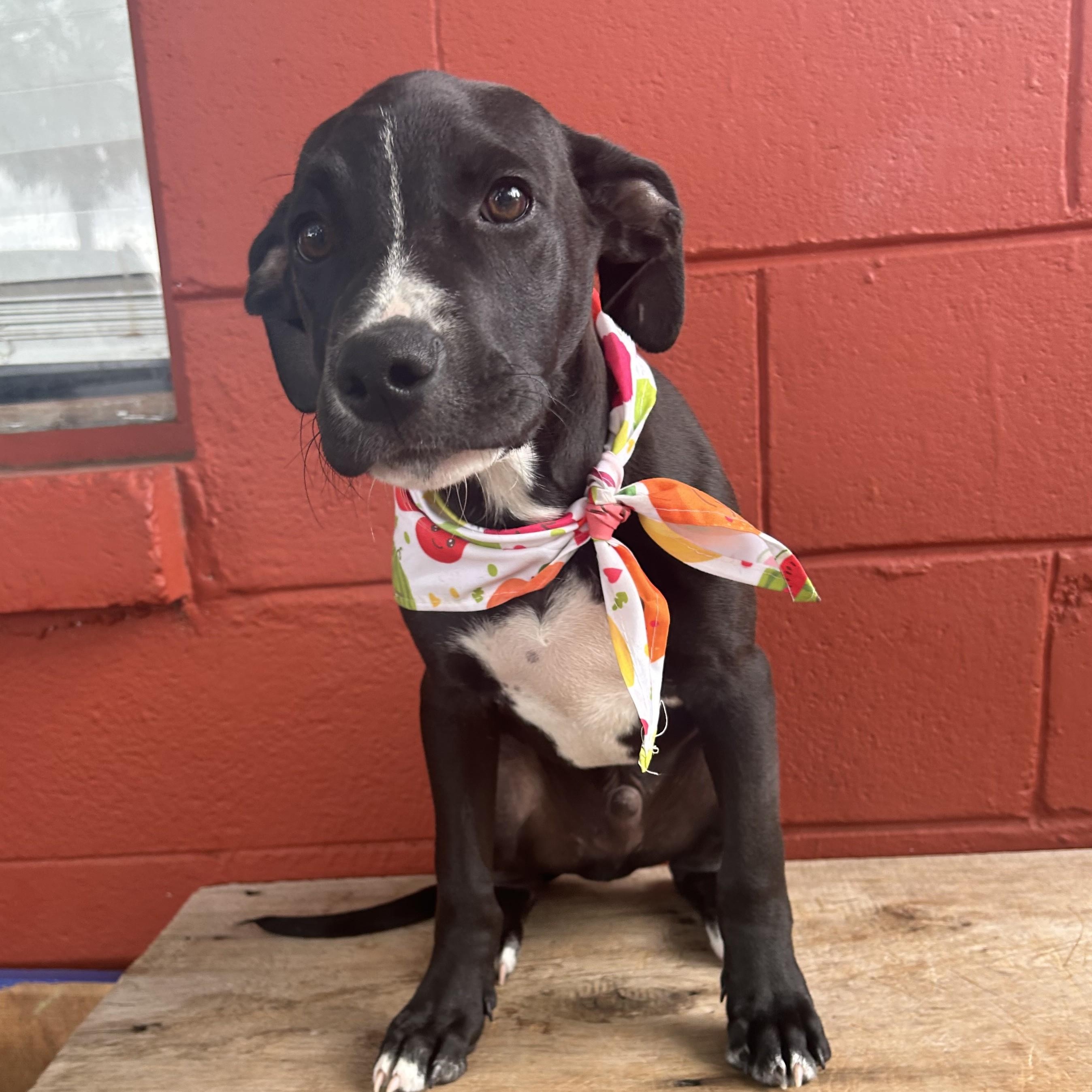 Slick, Adoptable, Puppy Male Black Labrador Retriever & Boxer.