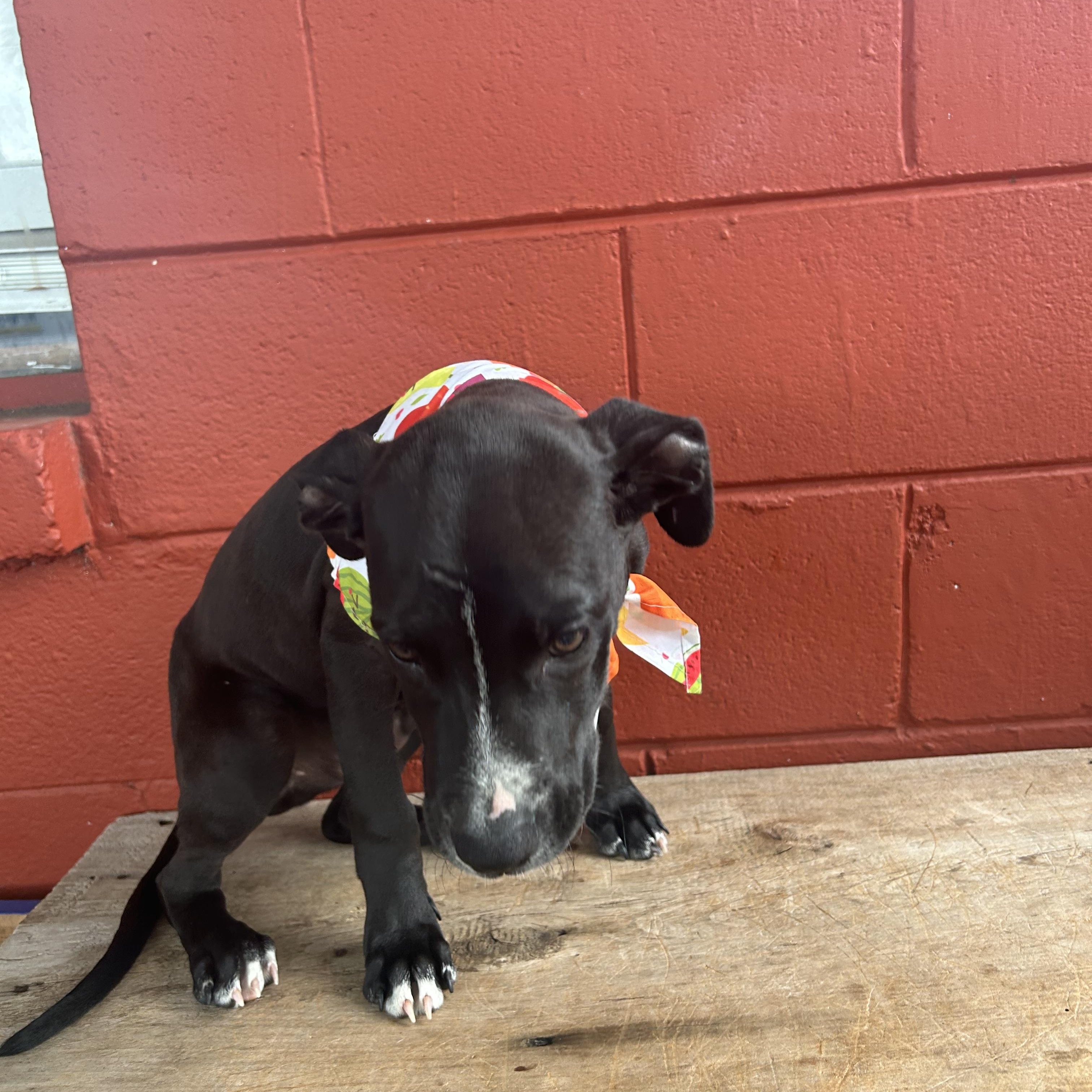 Enlarge Slick, a Adoptable mixed breed in Pensacola, FL image 2/3