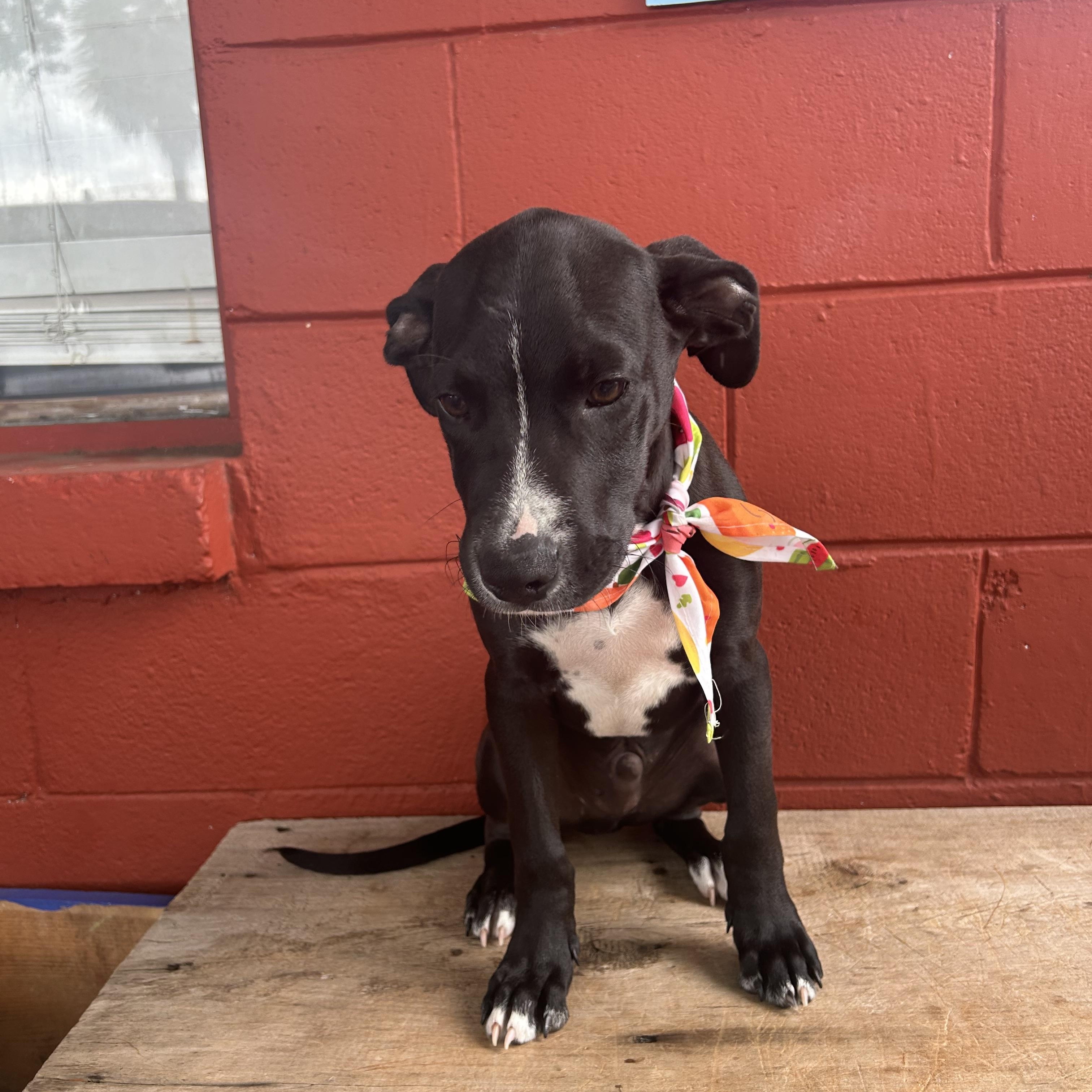 Enlarge Slick, a Adoptable mixed breed in Pensacola, FL image 3/3