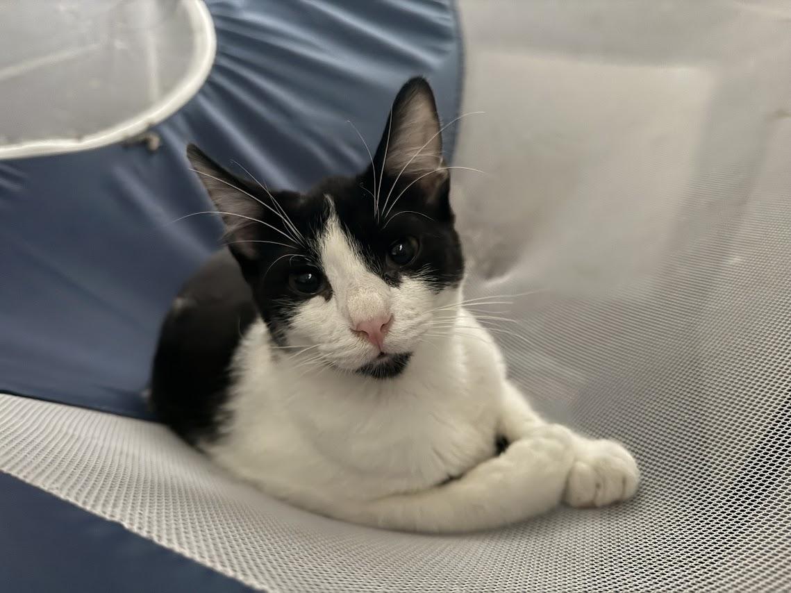 Bobby, Adoptable, Young Male Domestic Short Hair.