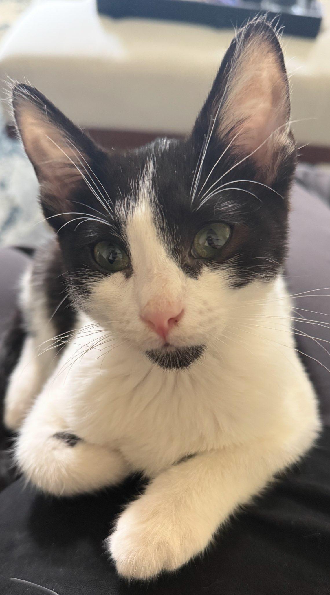 Bobby, Young Male Domestic Short Hair