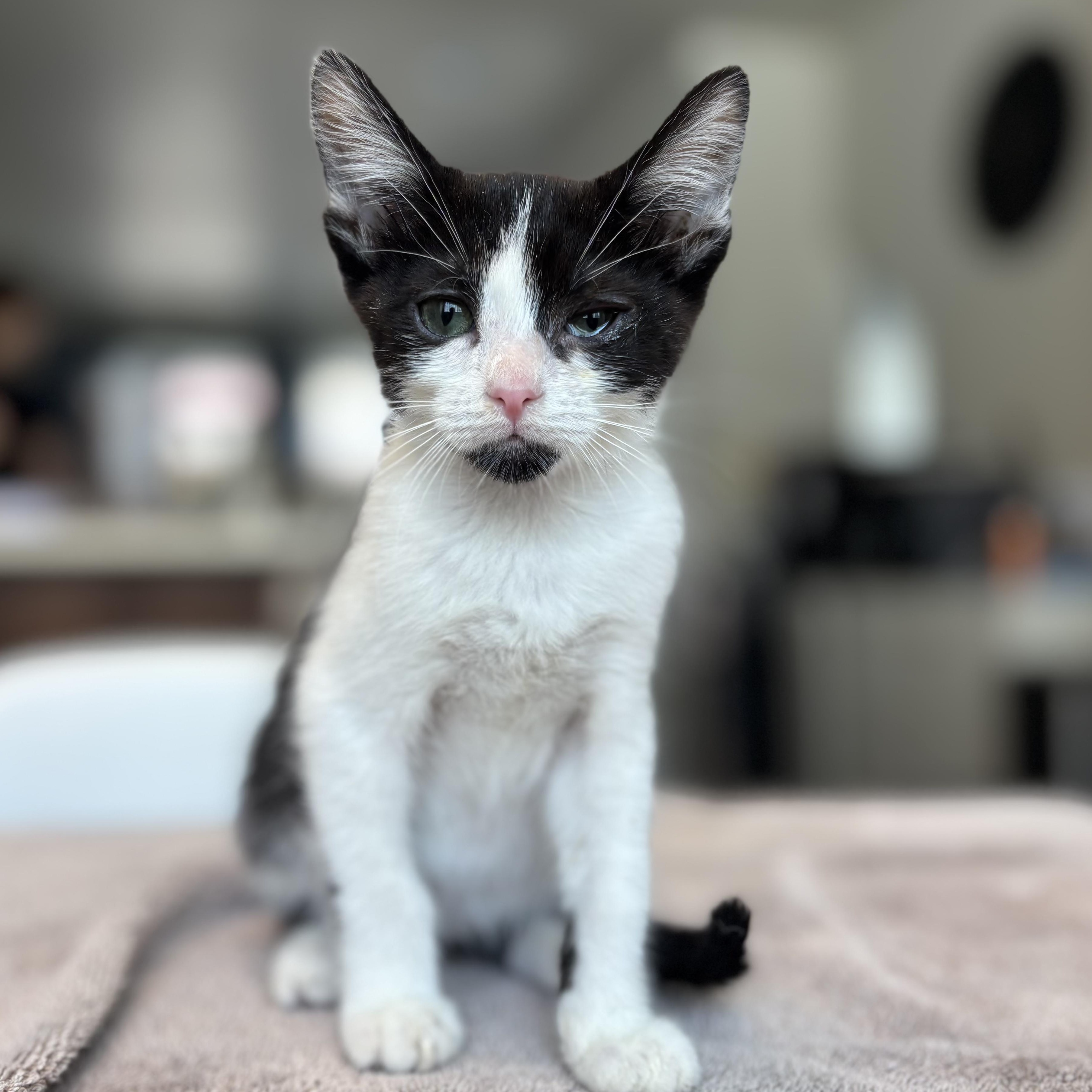 Bobby, a Adoptable Domestic Short Hair in Hillsboro, OR image 4/5