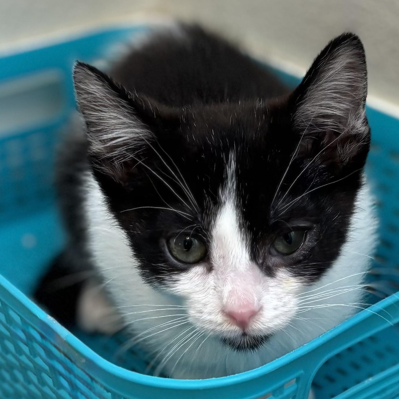 Bobby, a Adoptable Domestic Short Hair in Hillsboro, OR image 5/5