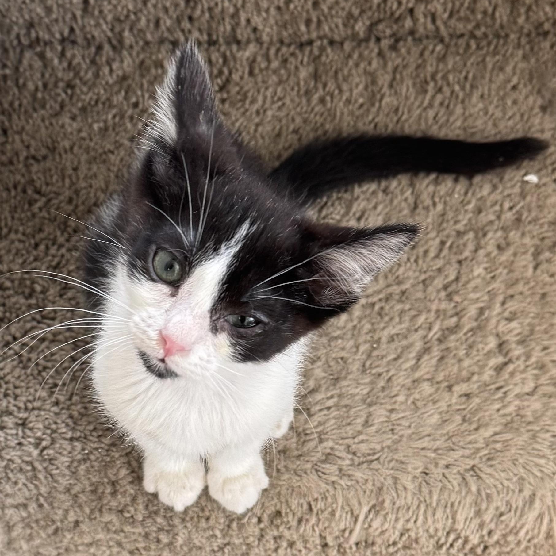 Bobby, a Adoptable Domestic Short Hair in Hillsboro, OR image 3/5