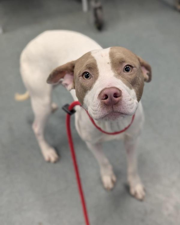 A Boy Named Miss Kitty, Adoptable, Young Male Pit Bull Terrier.