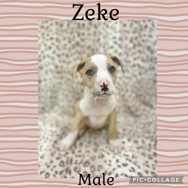 Zeke