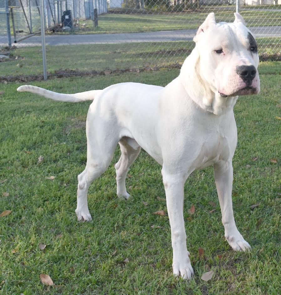 Yeti, Adoptable, Adult Male Dogo Argentino & Mixed Breed.