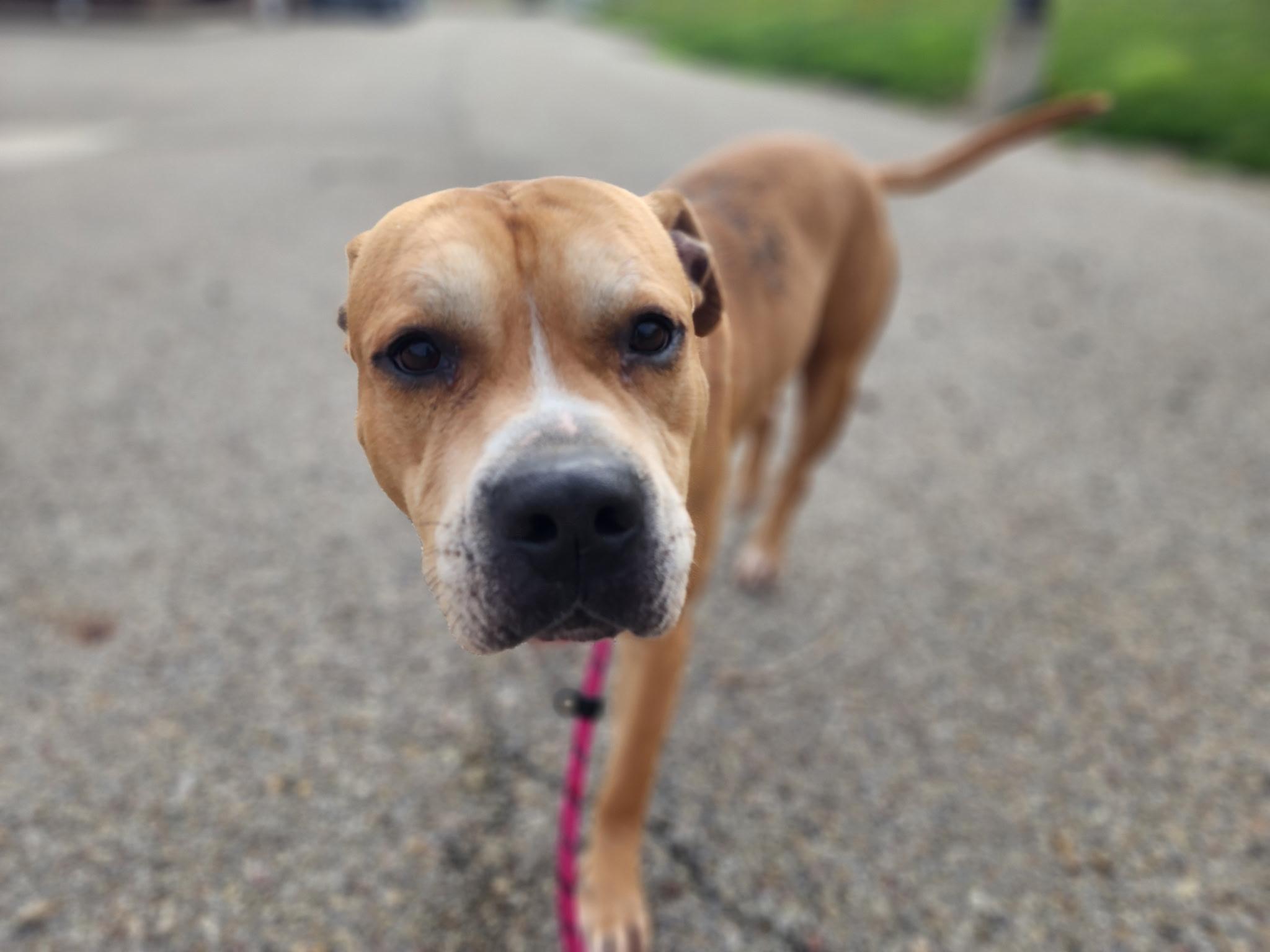 Melvin, a ADOPTABLE mixed breed in Youngstown, OH image 5/5