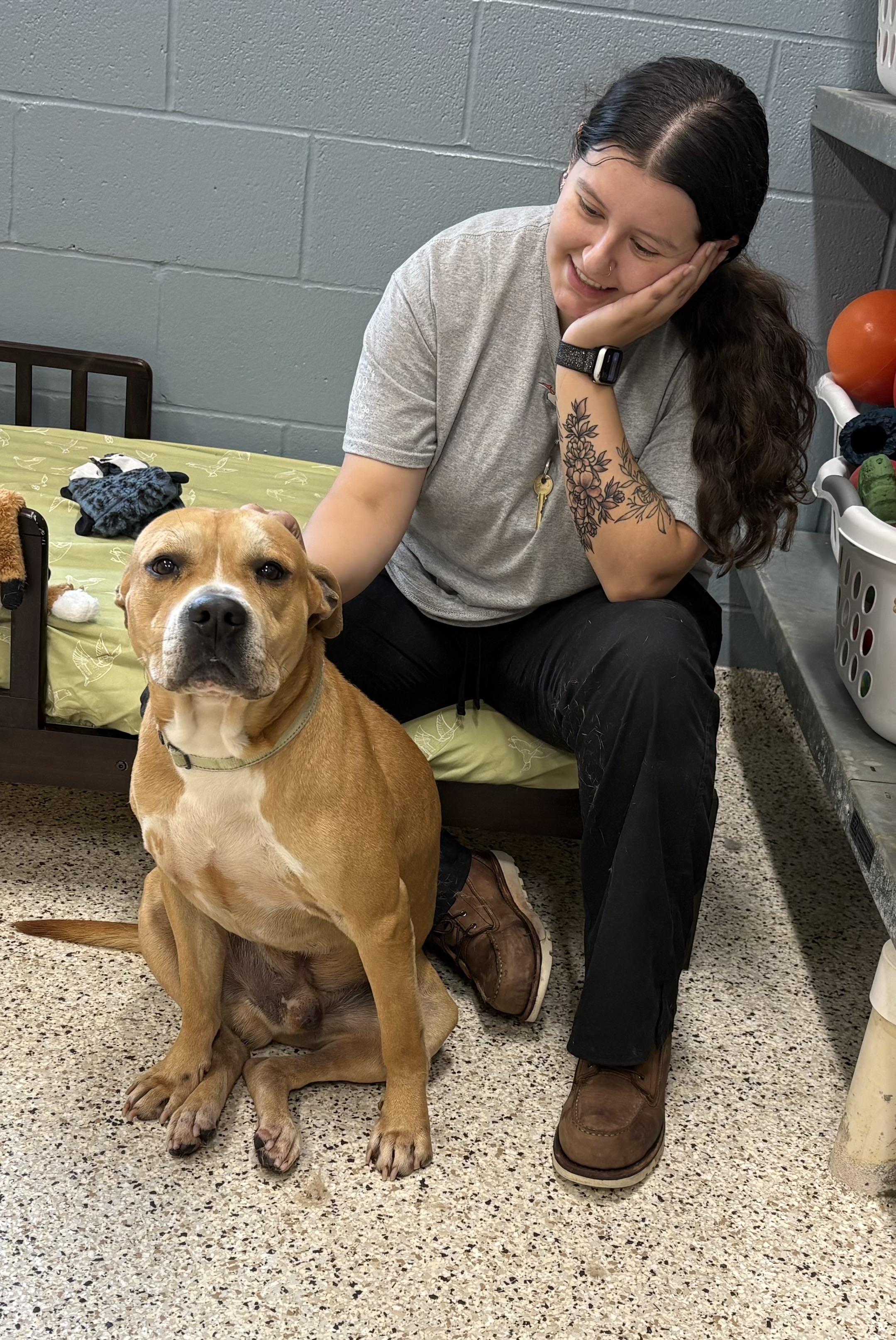 Melvin, a ADOPTABLE mixed breed in Youngstown, OH image 4/5