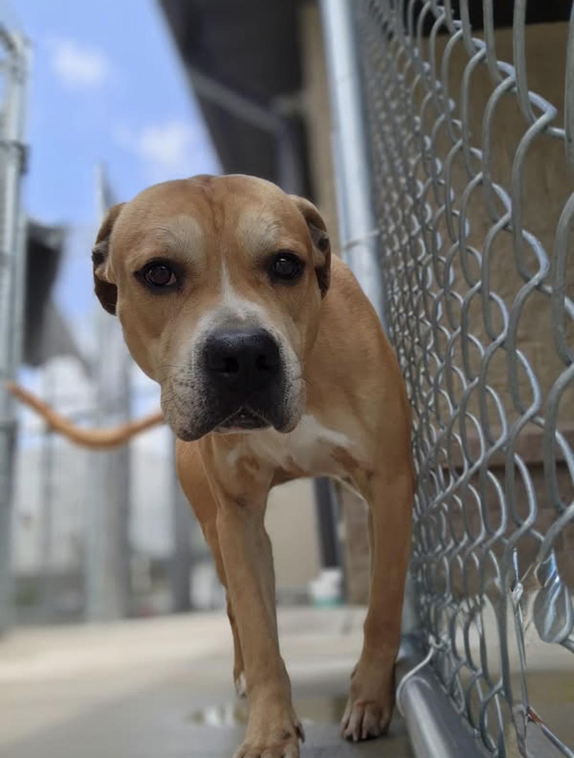 Melvin, a ADOPTABLE mixed breed in Youngstown, OH image 2/5
