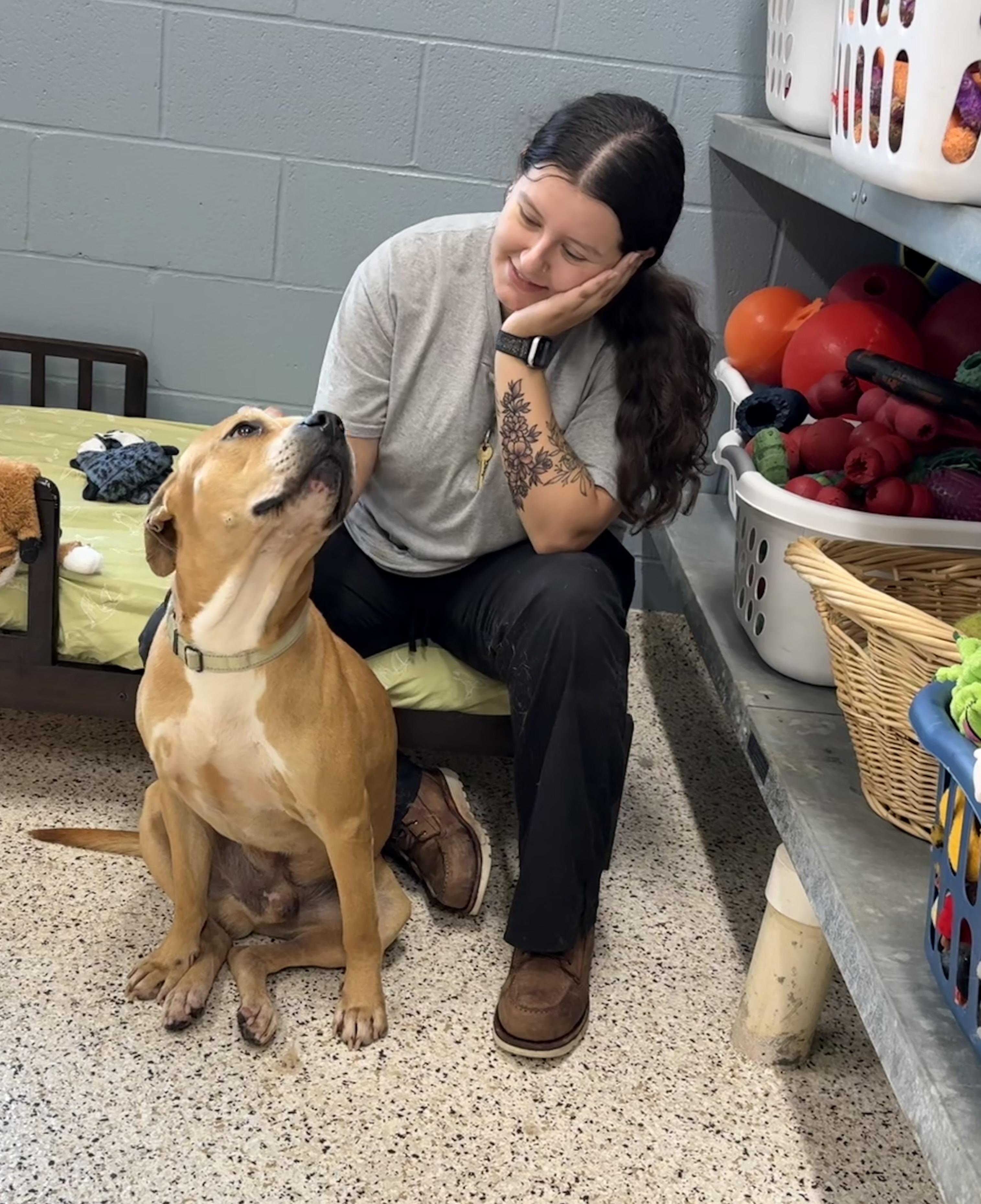 Melvin, a ADOPTABLE mixed breed in Youngstown, OH image 3/5