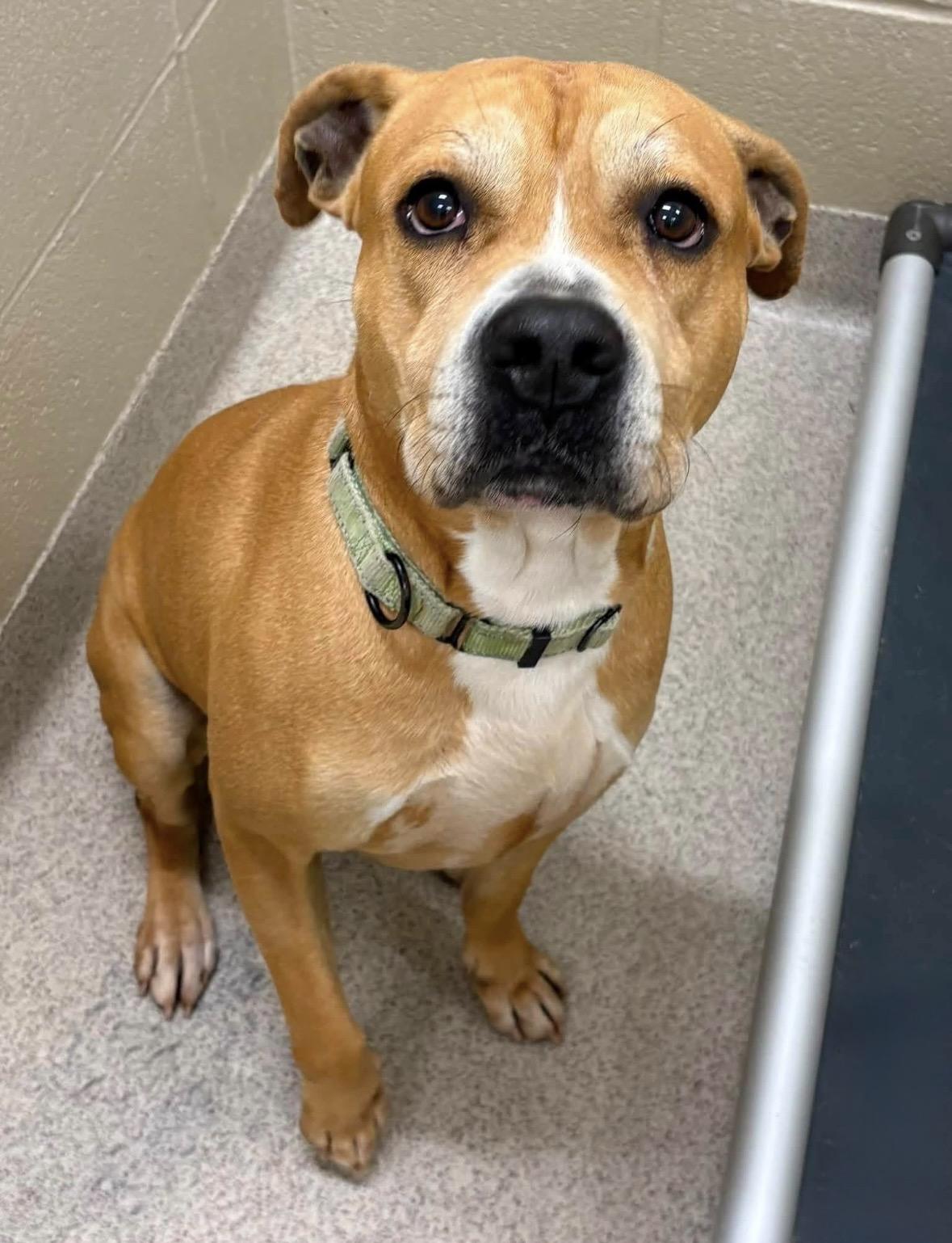 Melvin, ADOPTABLE, Adult Male Pit Bull Terrier.