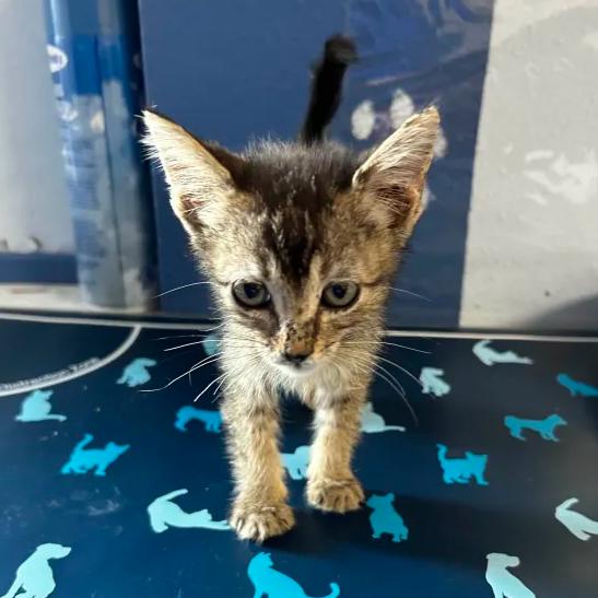 Briar, Adoptable, Kitten Female Domestic Short Hair.