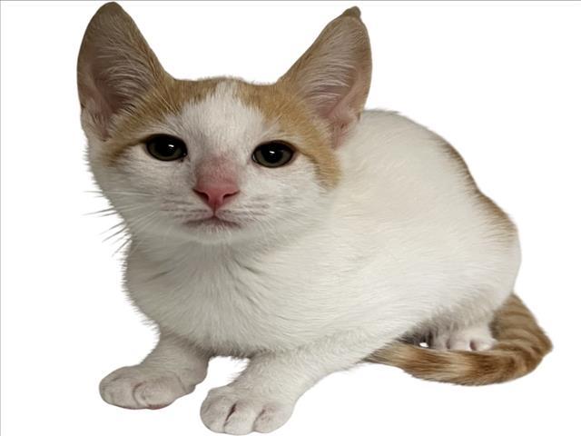 Enlarge JAMES, a Adoptable Domestic Short Hair in Tracy, CA image 1/1