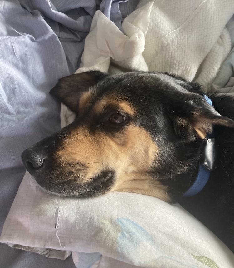 ** Courtesy Post *** Buddy