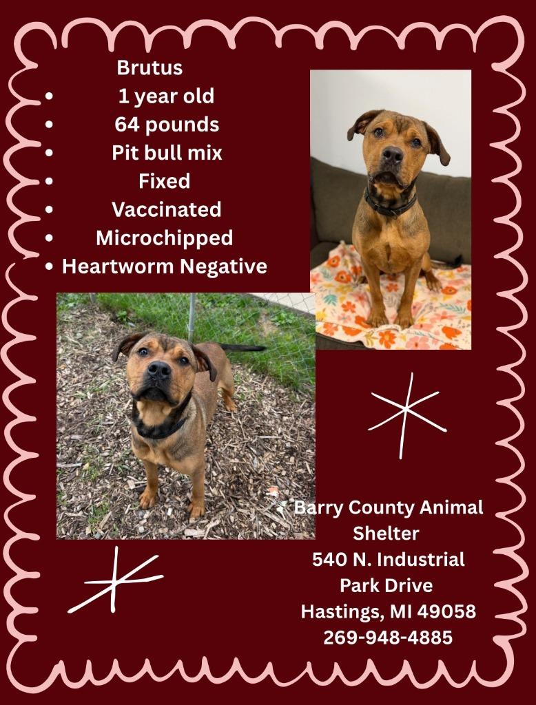Enlarge BRUTUS, a Adoptable mixed breed in Hastings, MI image 1/2