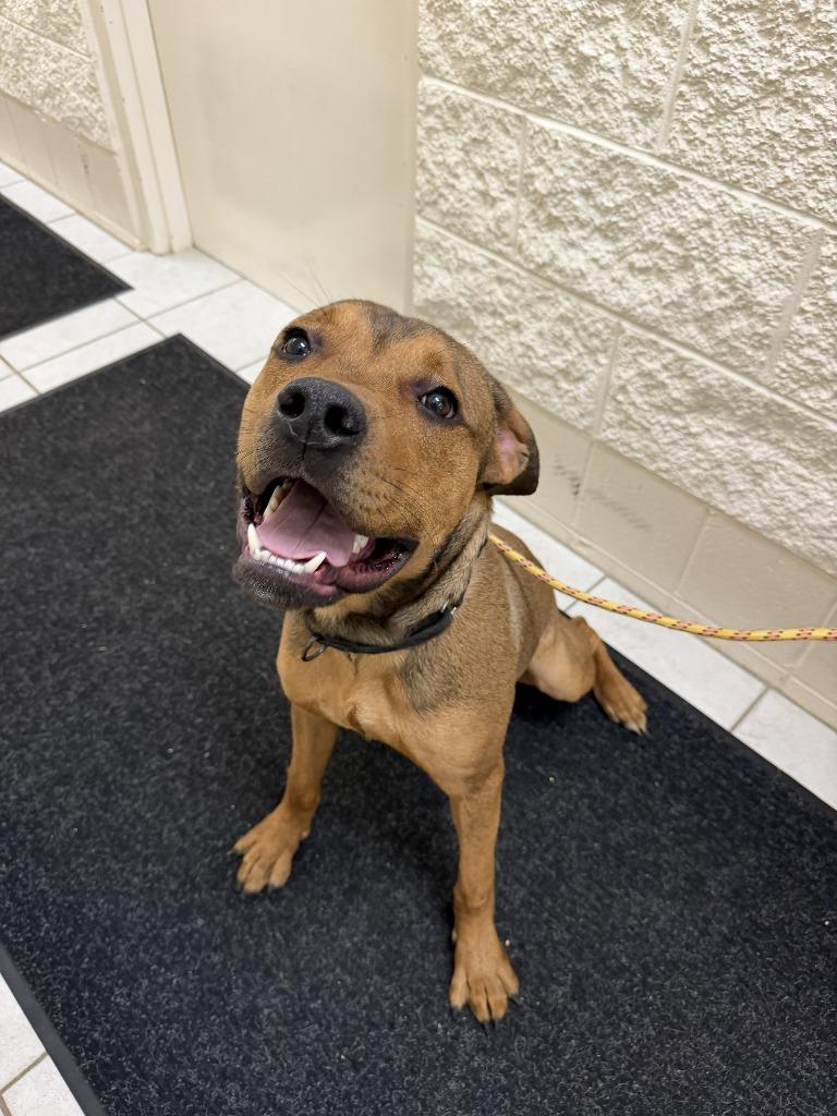 Enlarge BRUTUS, a Adoptable mixed breed in Hastings, MI image 2/2