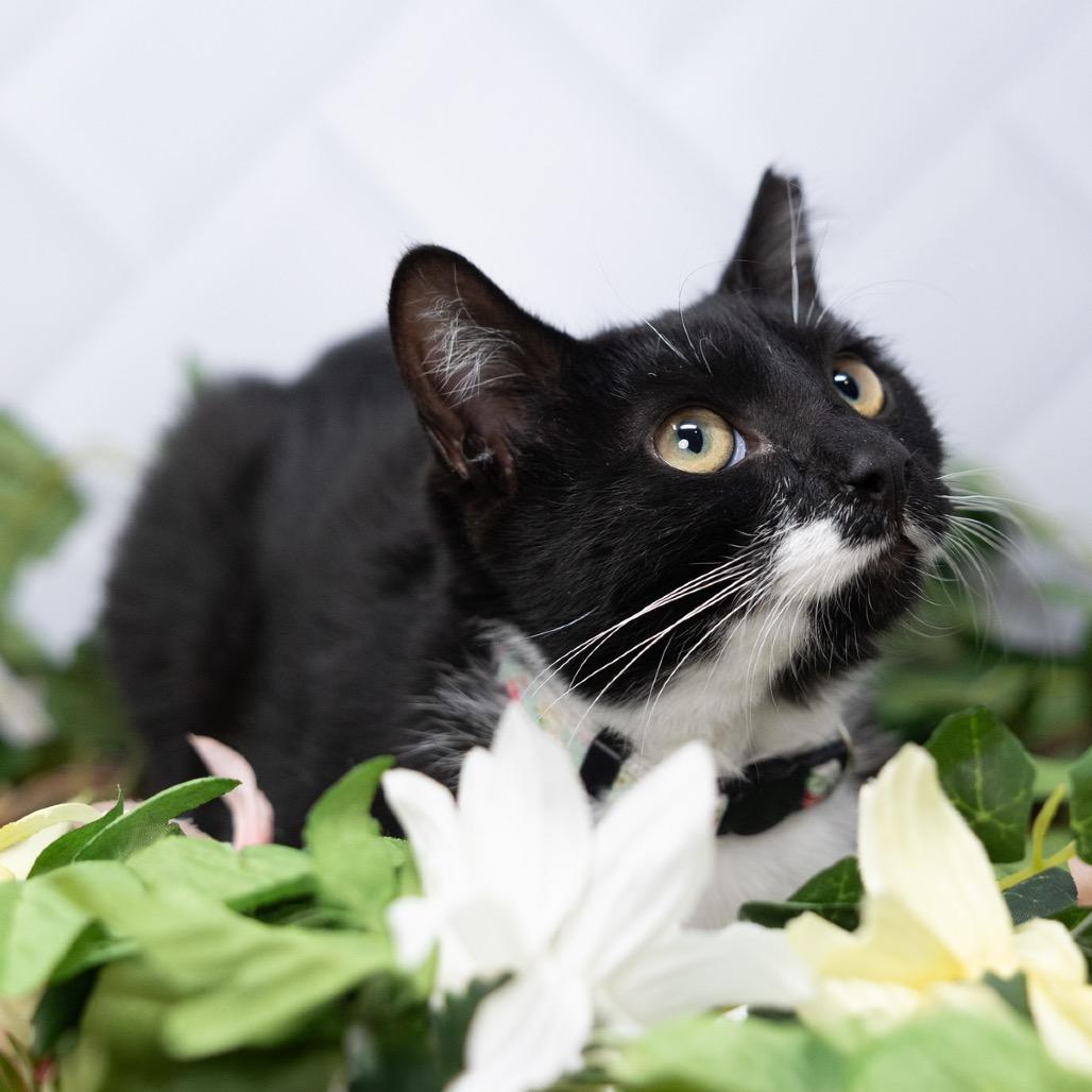 Enlarge Ranger, a Adoptable Domestic Short Hair in Durham, NC image 1/6