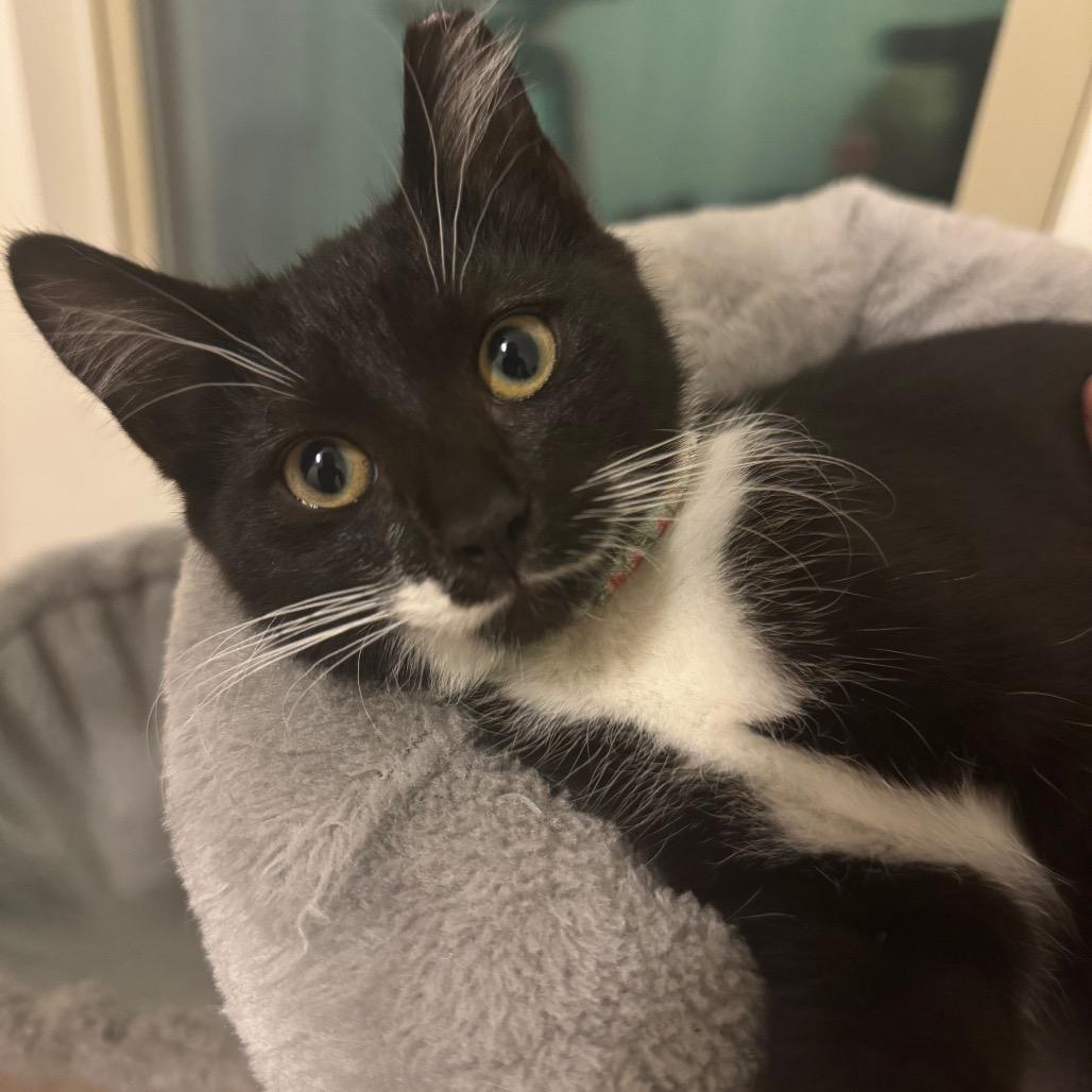 Enlarge Ranger, a Adoptable Domestic Short Hair in Durham, NC image 2/6