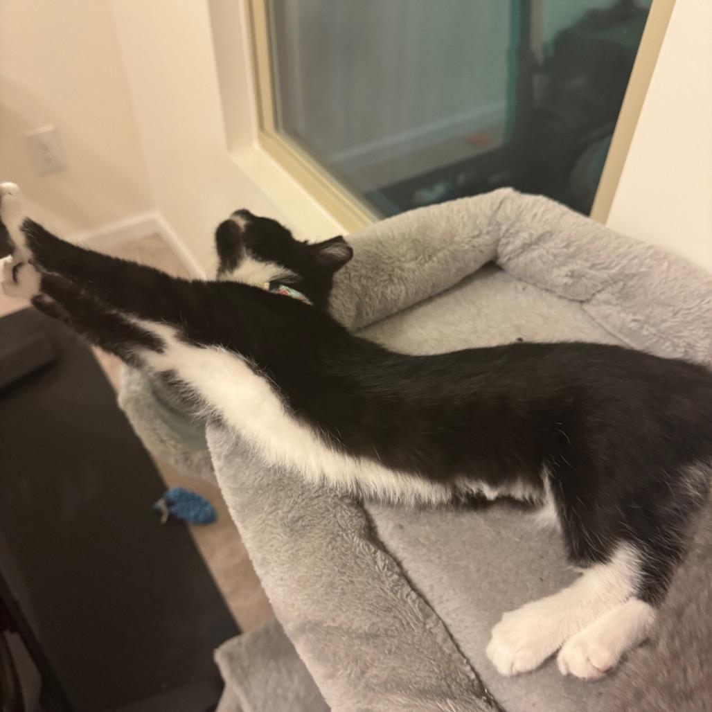Enlarge Ranger, a Adoptable Domestic Short Hair in Durham, NC image 3/6