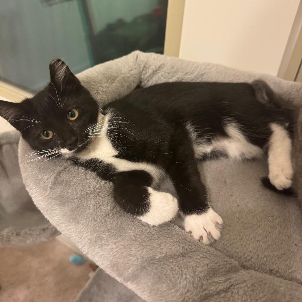 Enlarge Ranger, a Adoptable Domestic Short Hair in Durham, NC image 4/6