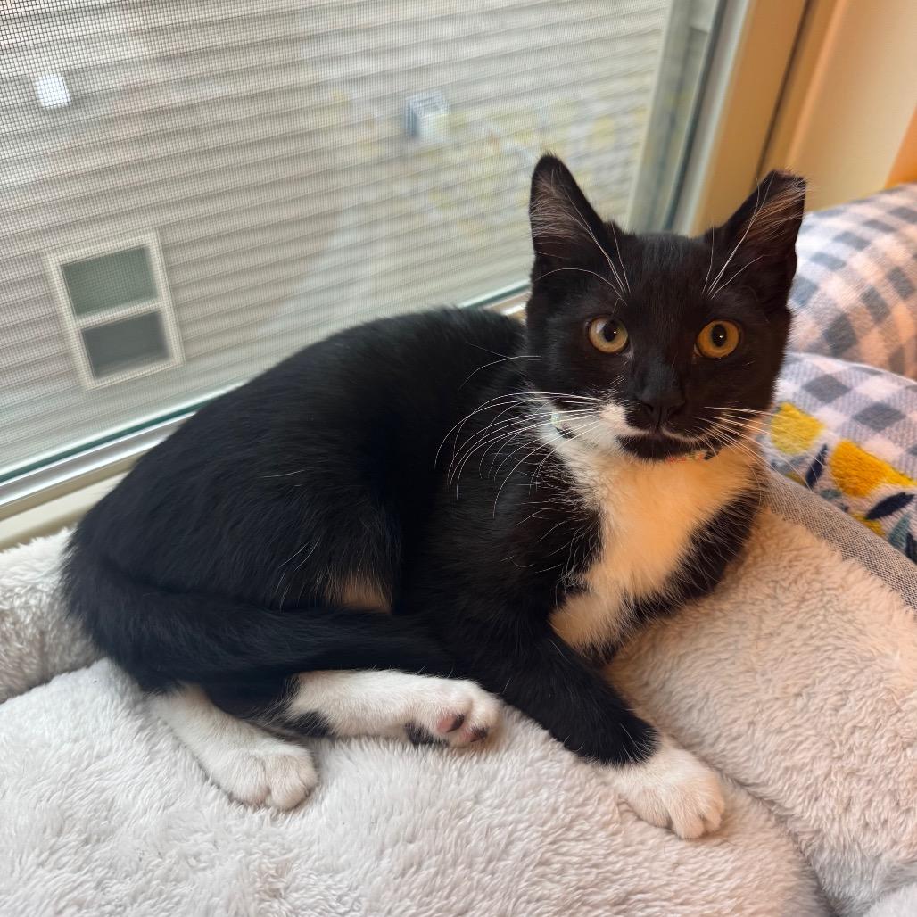 Enlarge Ranger, a Adoptable Domestic Short Hair in Durham, NC image 5/6