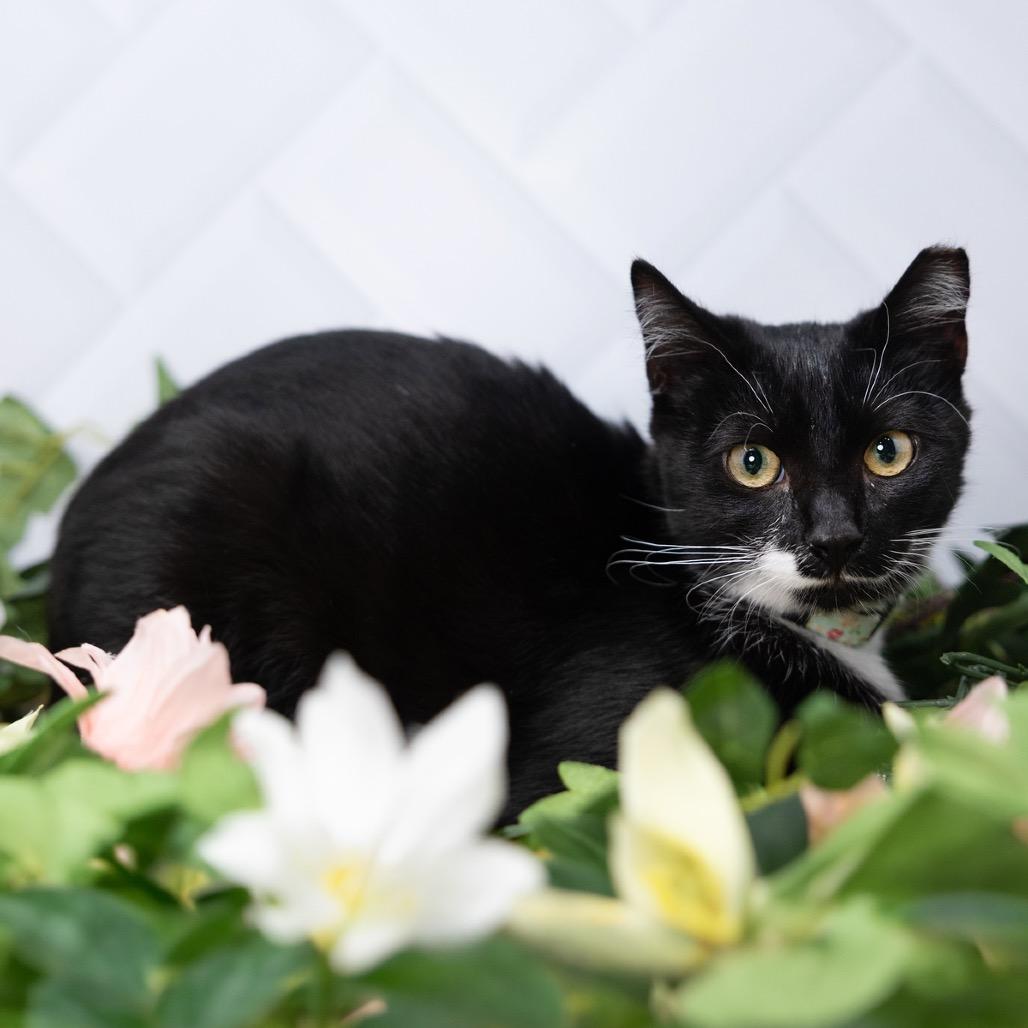 Enlarge Ranger, a Adoptable Domestic Short Hair in Durham, NC image 6/6