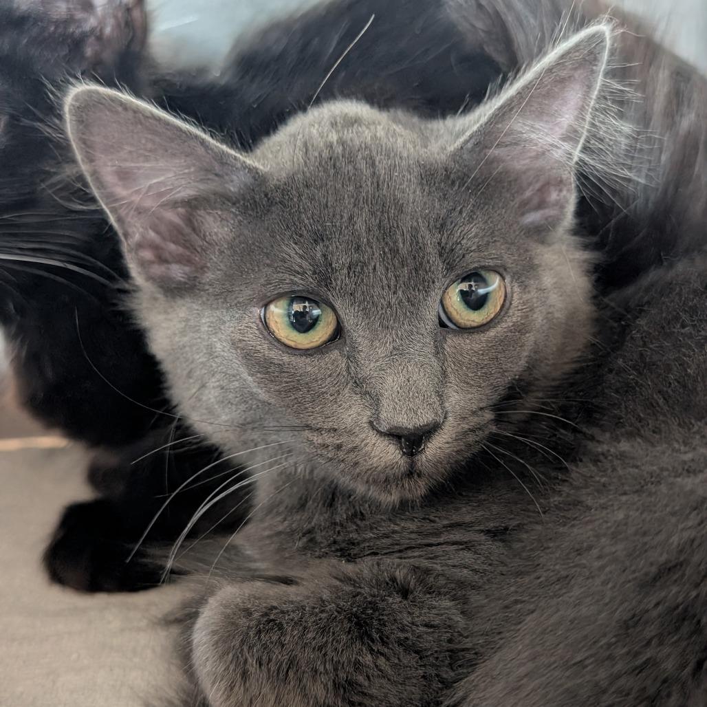 Dewey, Adoptable, Kitten Female Domestic Short Hair.