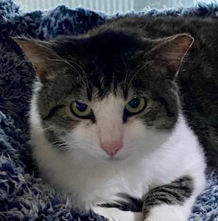 Lil Man Patrick, Adoptable, Adult Male Domestic Short Hair.