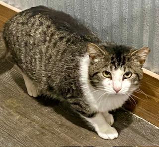 Lil Man Patrick, a Adoptable Domestic Short Hair in Fredericksburg, OH image 3/3