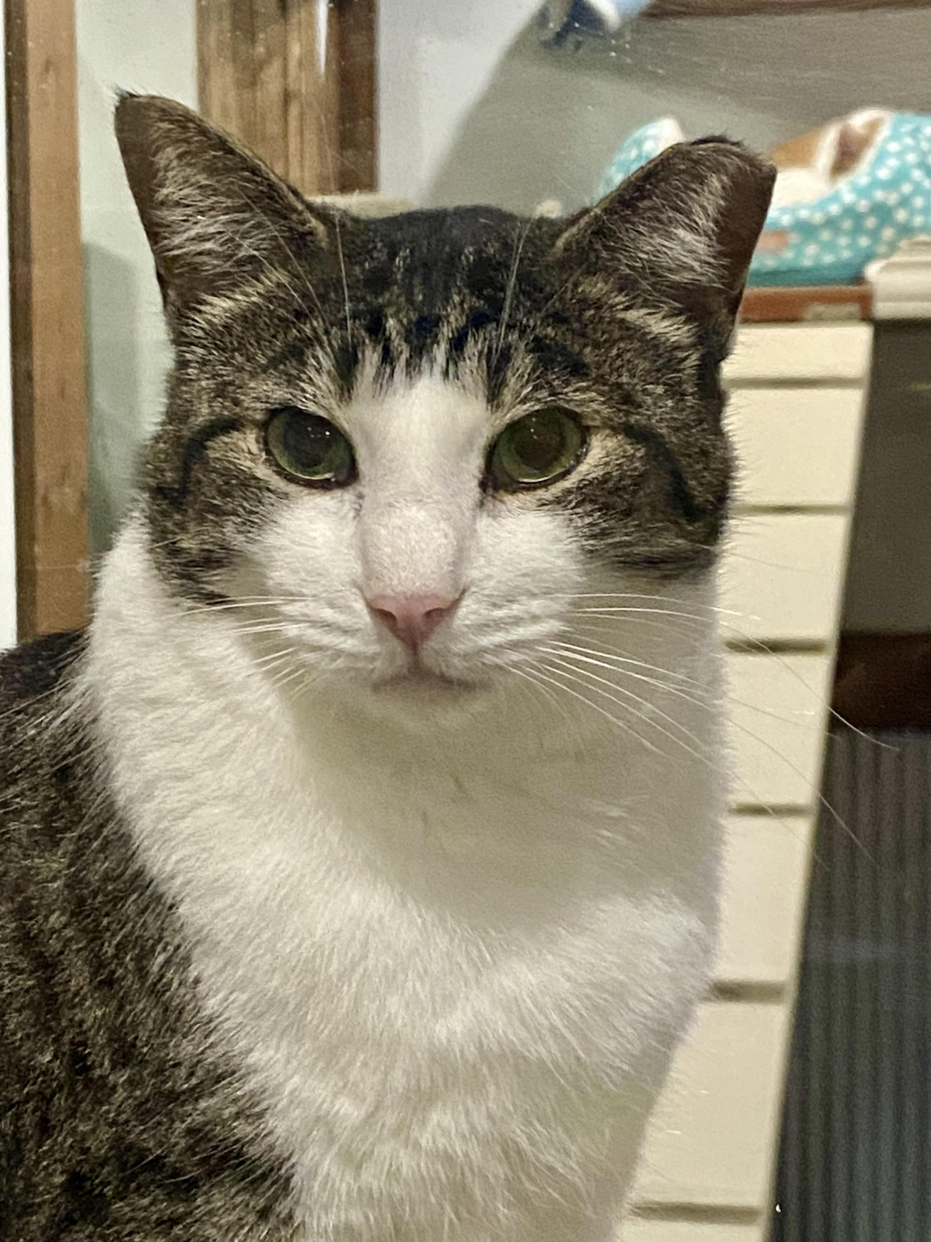 Enlarge Lil Man Patrick, a Adoptable Domestic Short Hair in Fredericksburg, OH image 1/4