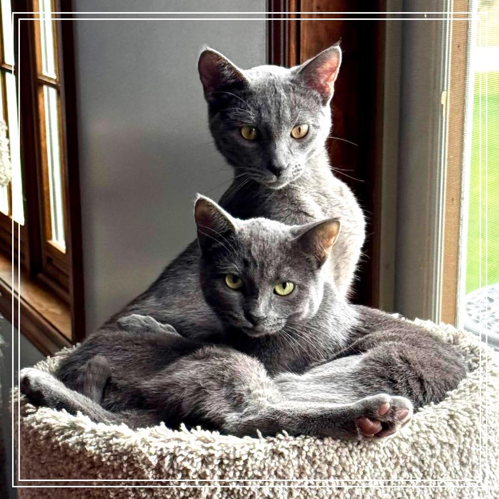 Enlarge Nadia, a Adoptable Domestic Short Hair in Monroe, MI image 1/6