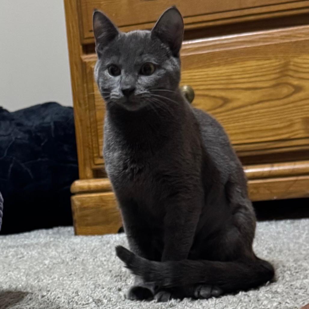 Enlarge Nadia, a Adoptable Domestic Short Hair in Monroe, MI image 2/6