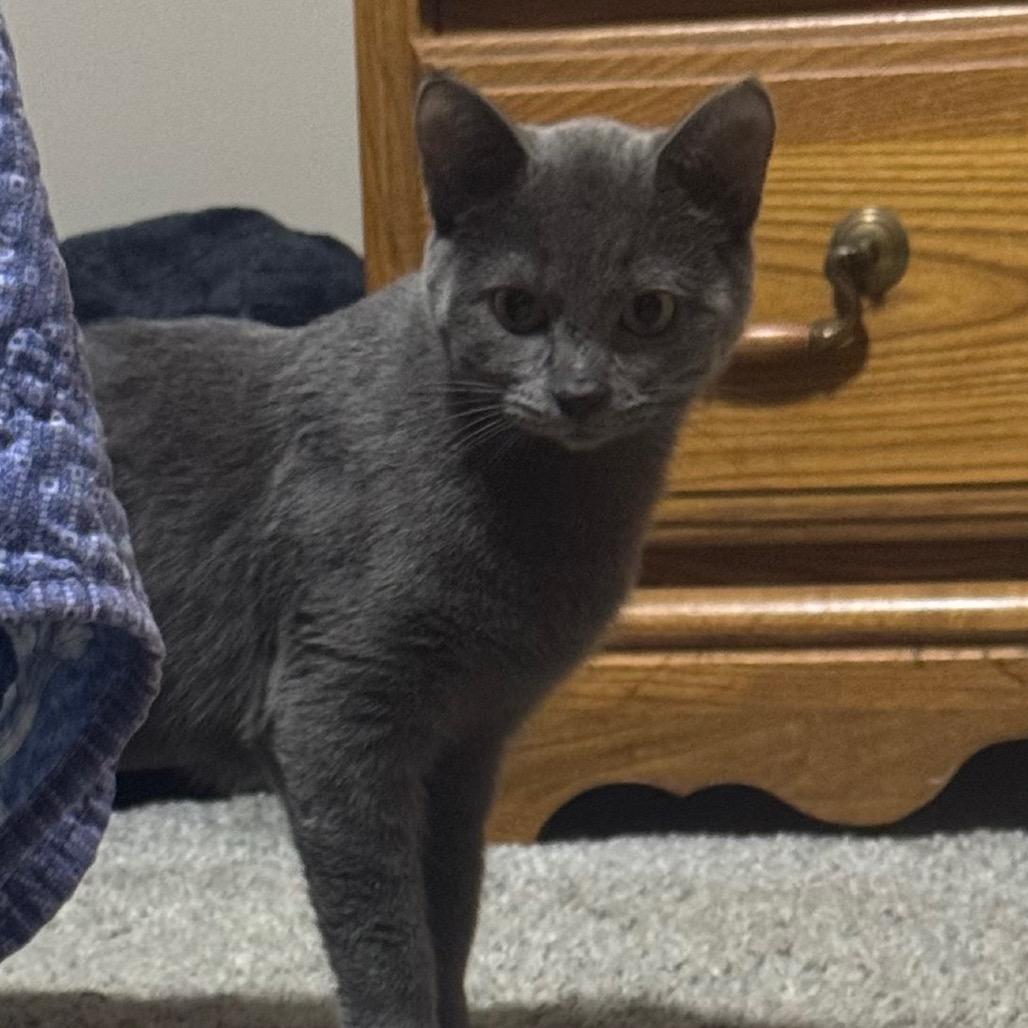 Enlarge Nadia, a Adoptable Domestic Short Hair in Monroe, MI image 3/6