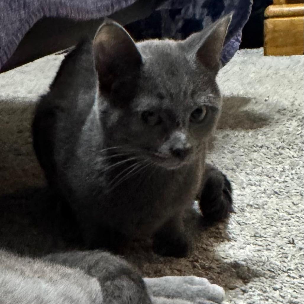 Enlarge Nadia, a Adoptable Domestic Short Hair in Monroe, MI image 4/6