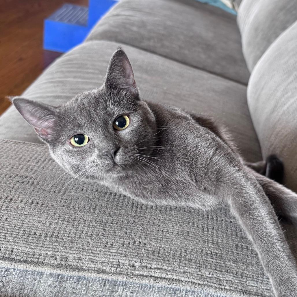 Enlarge Nadia, a Adoptable Domestic Short Hair in Monroe, MI image 5/6