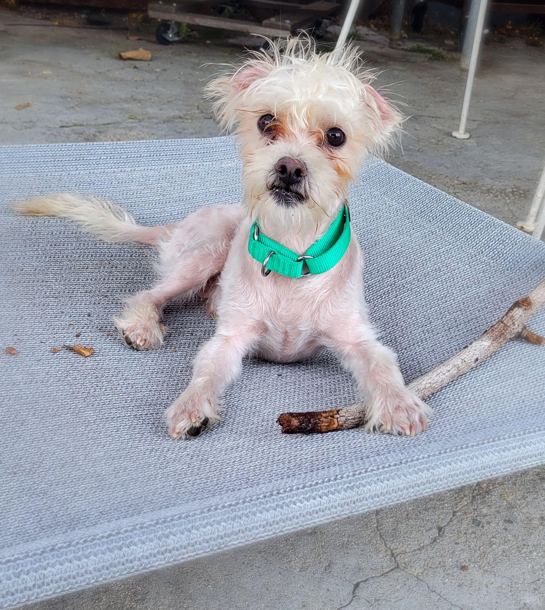 NEMO (tri-pod) Maltese Dog